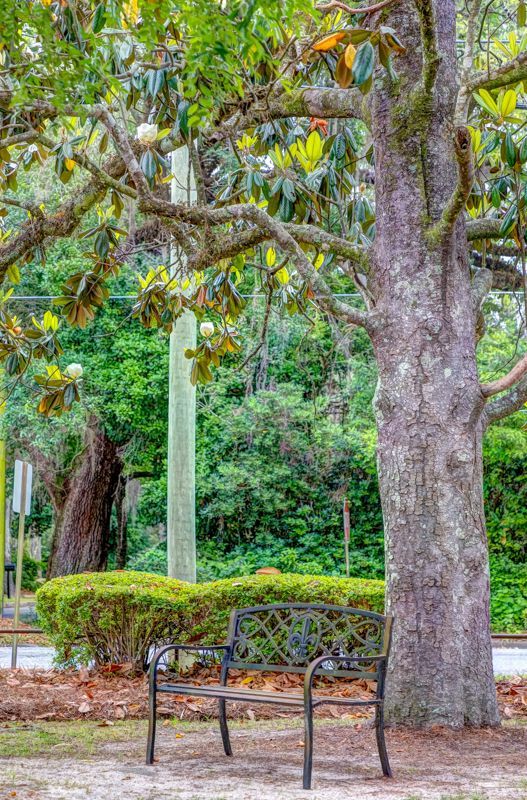 A park bench is sitting under a tree in a park.