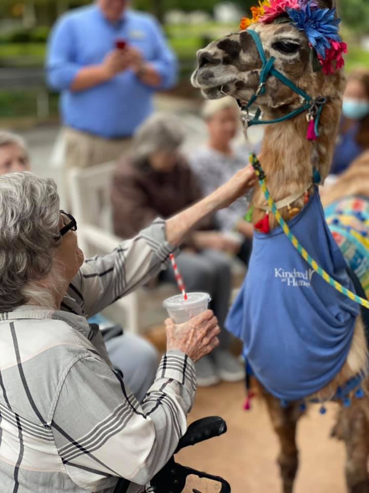 A woman in a wheelchair is petting a llama while holding a drink.