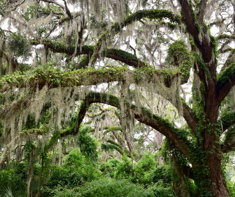 Spanish moss is hanging from the branches of a tree.