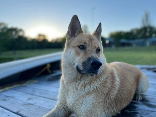 Milo lying on a wooden surface, looking to the side. Green trees and a blue sky in the background.