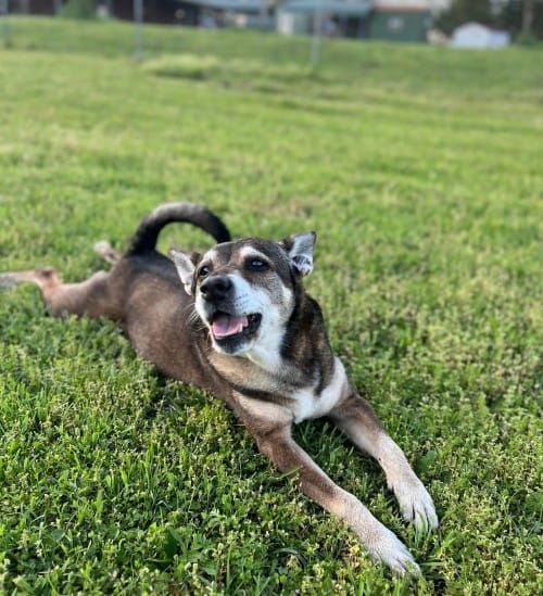 Rocky sprawled on green grass, smiling with open mouth, dark and tan fur, outdoors.