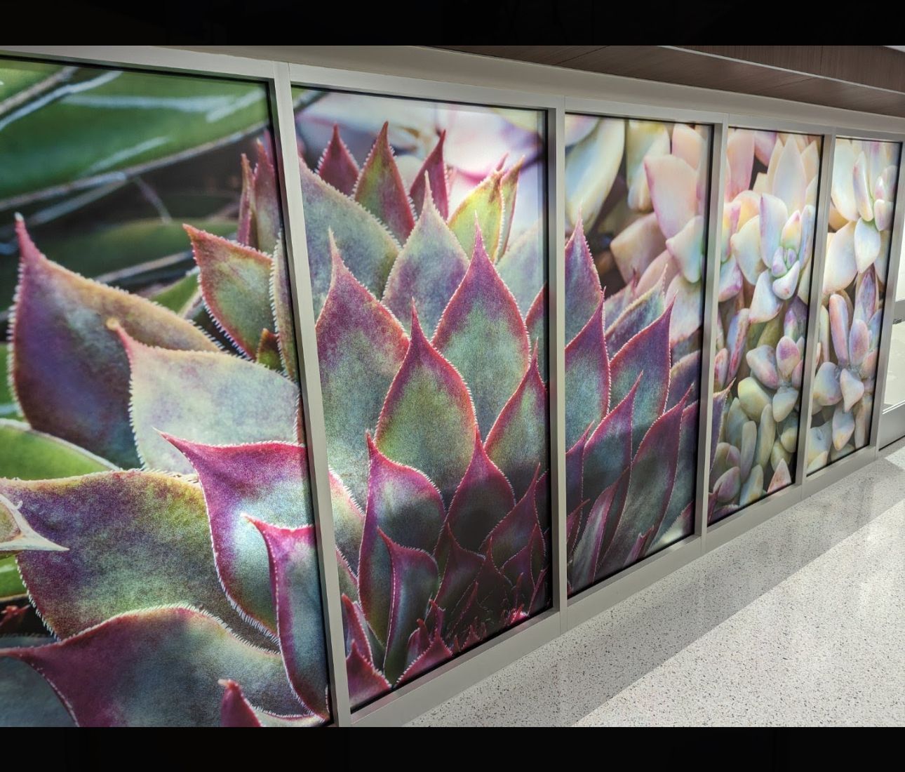 Succulent plants in close-up, displayed in a row of window-like frames with a modern aesthetic; vivid greens, purples, and whites.