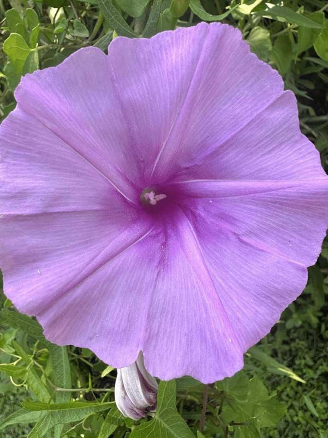 A large, lavender morning glory flower with darker purple center, surrounded by green foliage.