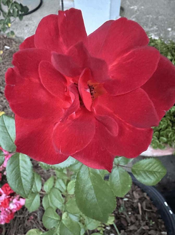 Red rose in full bloom, surrounded by green leaves and a pot.