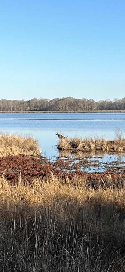 A serene wetland scene with a blue lake, reeds, and trees against a clear, bright sky.