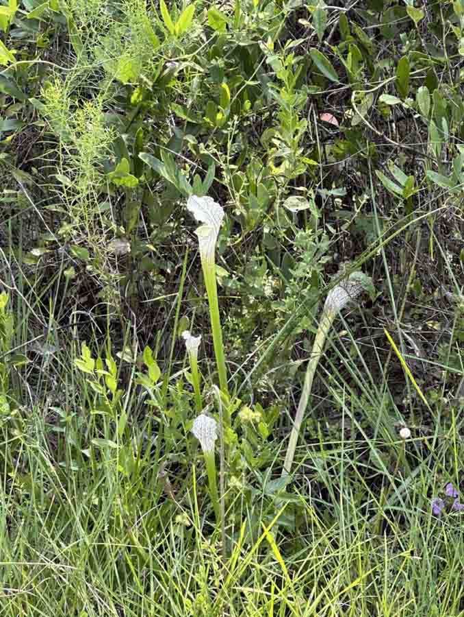White Calla Lily flowers with green stems and leaves grow in a grassy field with other vegetation.