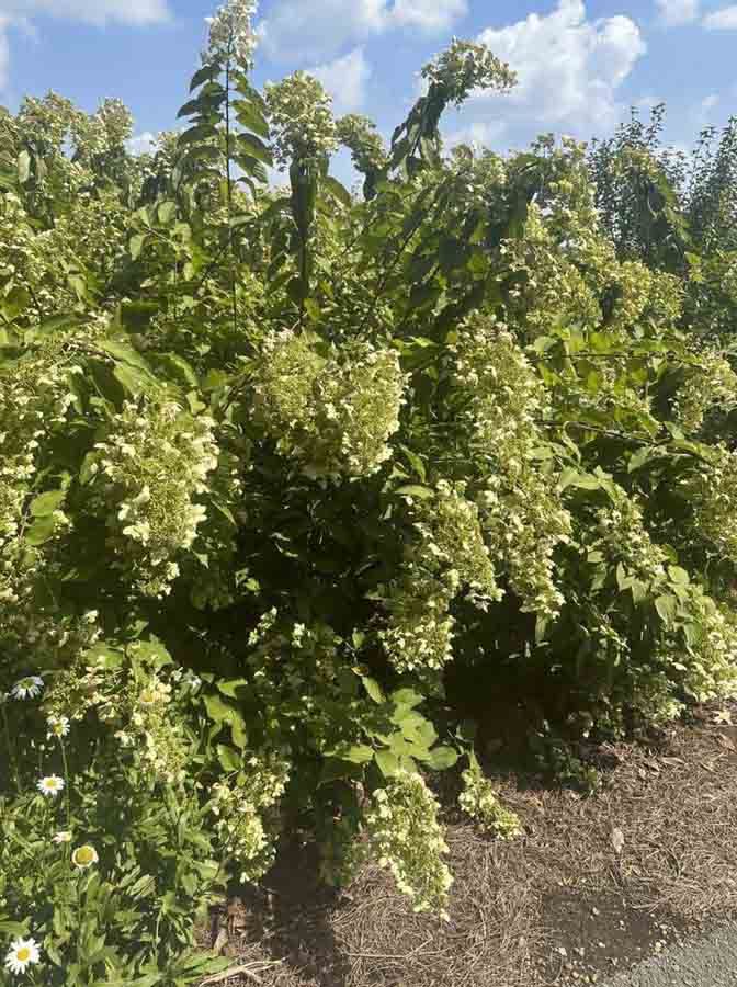 Green flowering hydrangea bush in full bloom under a blue sky.