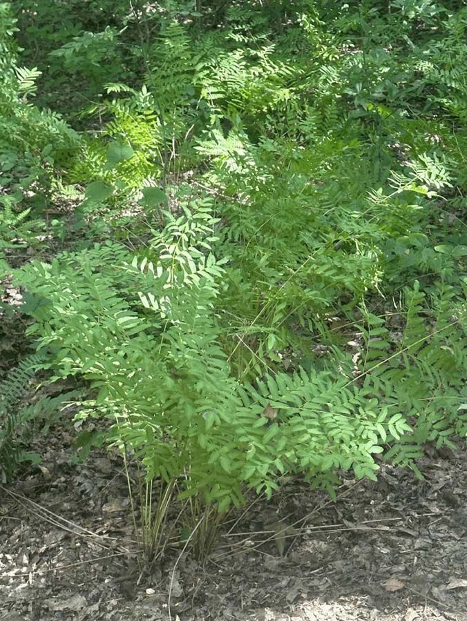 Green fern plant in a forest setting with other foliage and brown ground.