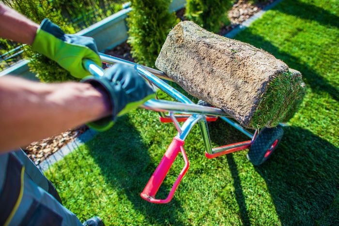 Person rolls a sod roll with a red and silver lawn cart on green grass.