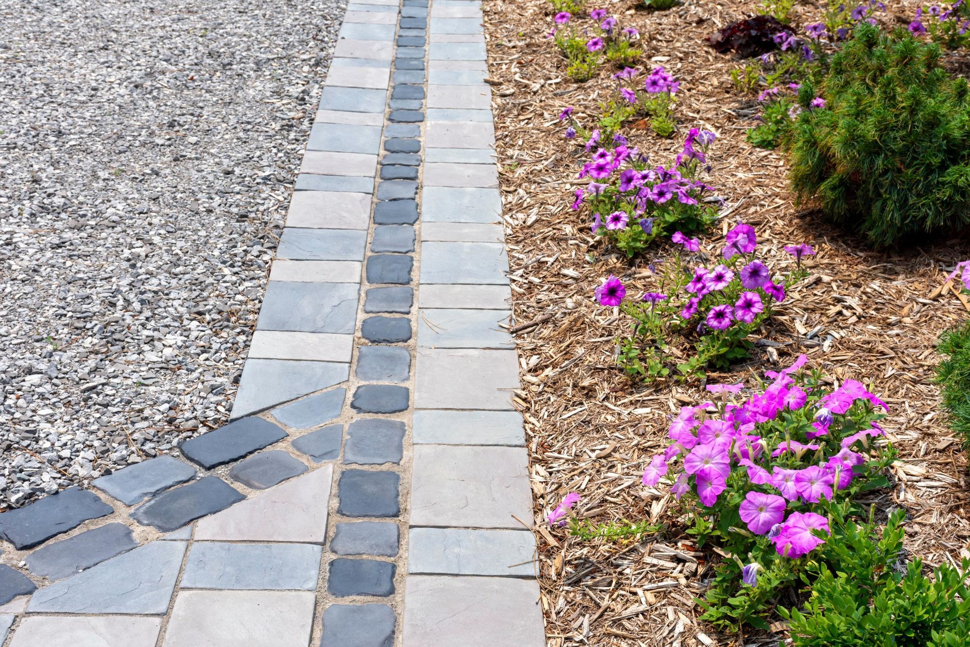 Gravel path, bordered by pavers, with a flower bed of purple flowers and mulch.