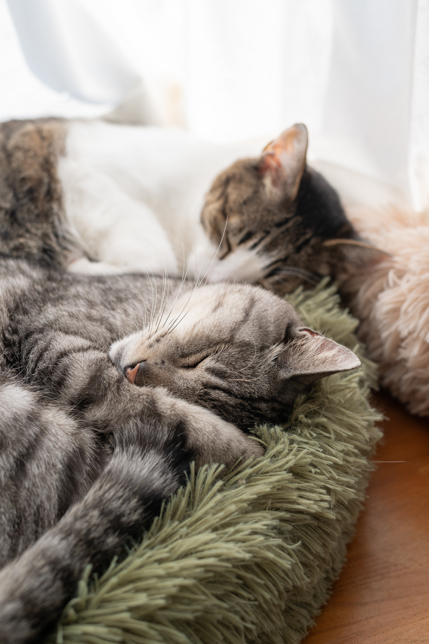 Two tabby cats sleeping cuddled together on a green blanket by a bright window.