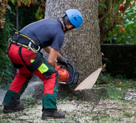 Beginning of stevenage tree felling process