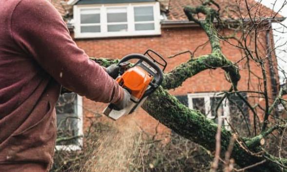 Sawing felled tree in rear garden for disposal