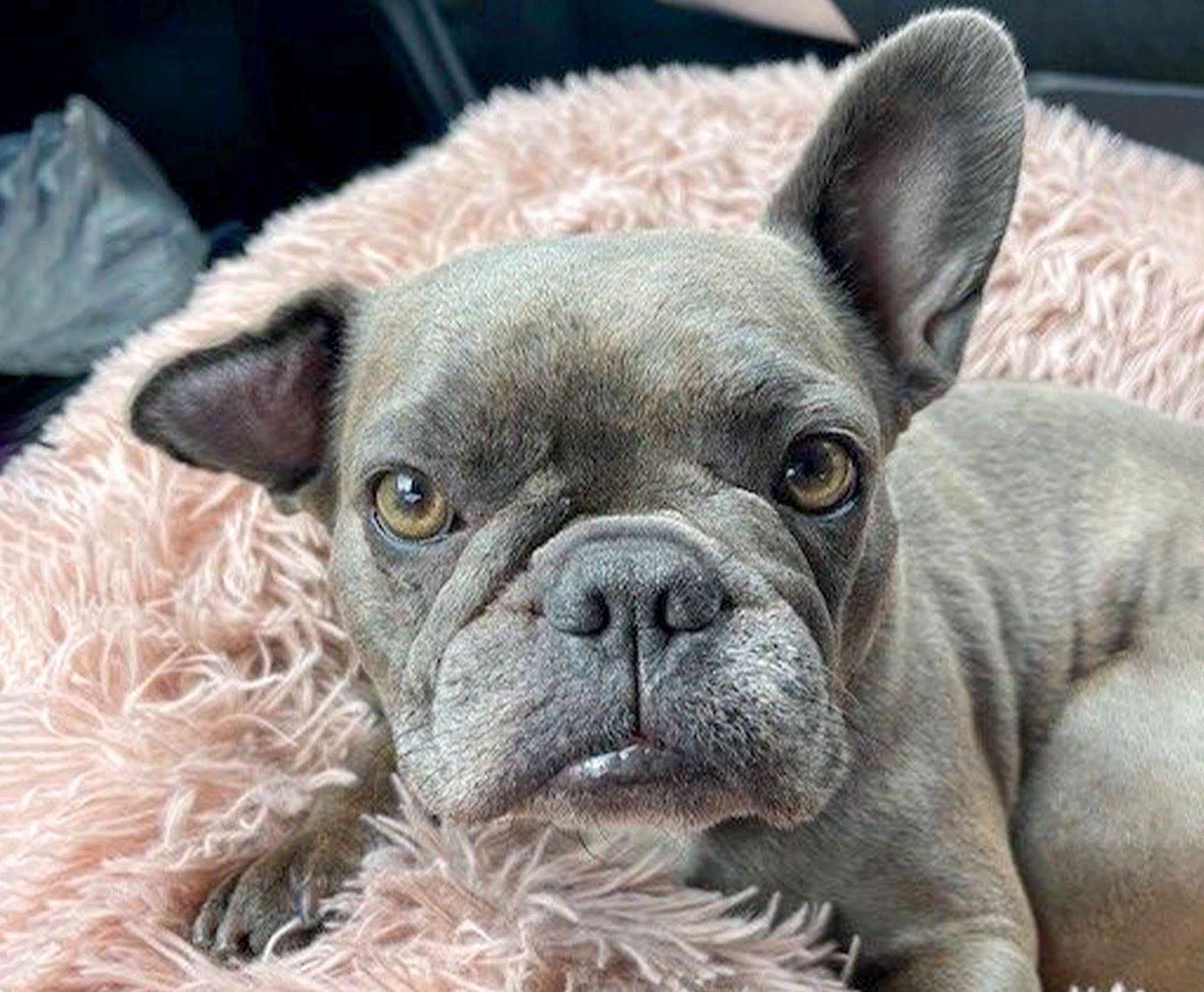 Hunde Dogge Emma