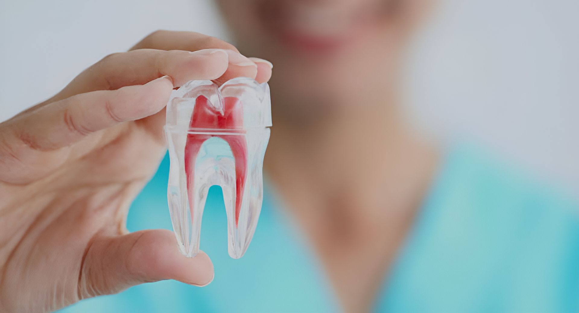 Hand holding a transparent model of a tooth, showing red root canals.