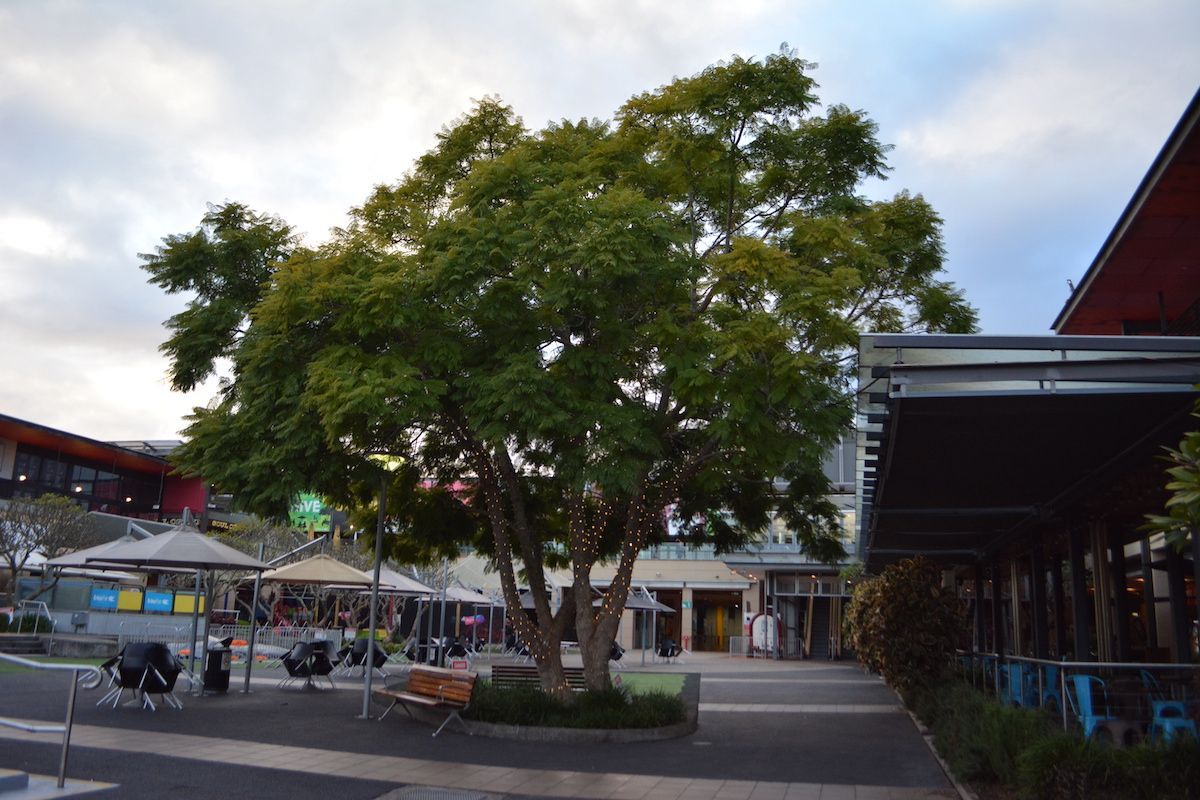 A tree in the middle of a plaza with umbrellas and chairs — Bay Blinds & Doors in Erina, NSW