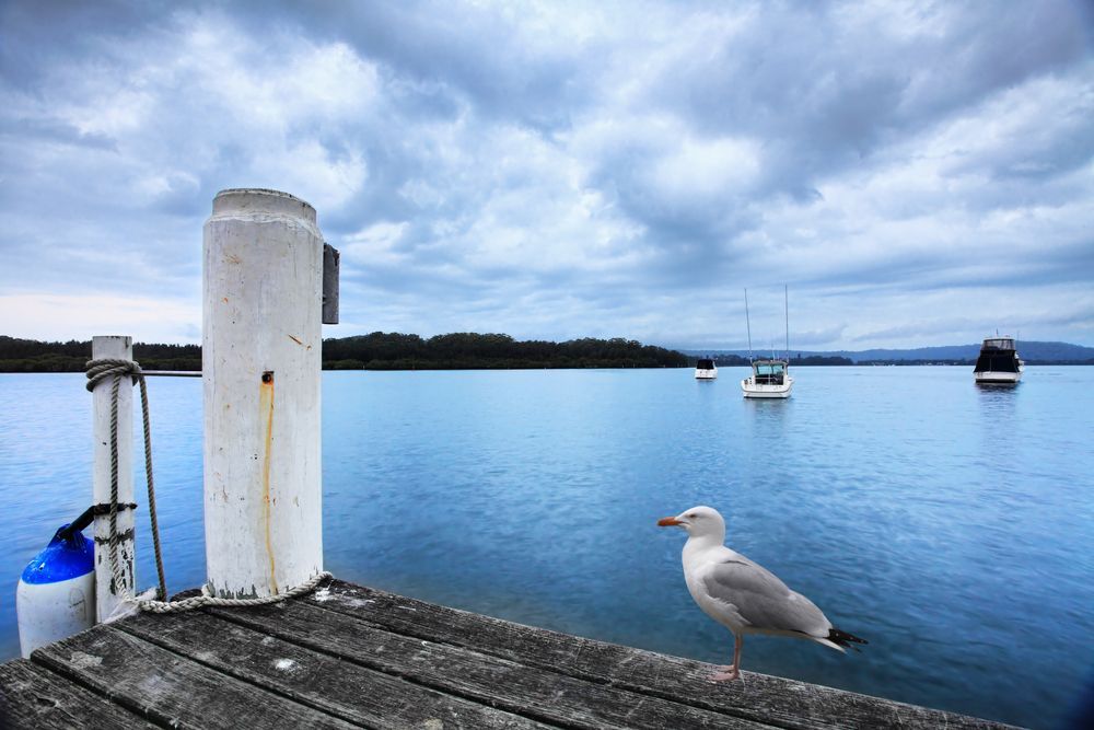 A seagull is perched on a dock overlooking a body of water — Bay Blinds & Doors in Lake Munmorah, NSW
