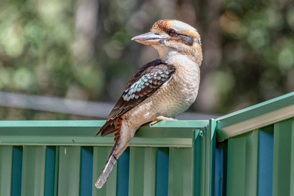 A bird perched on top of a green fence — Bay Blinds & Doors in Woongarrah, NSW