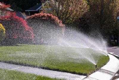 Lawn sprinkler watering a green grass lawn near colorful bushes, on a sunny day.