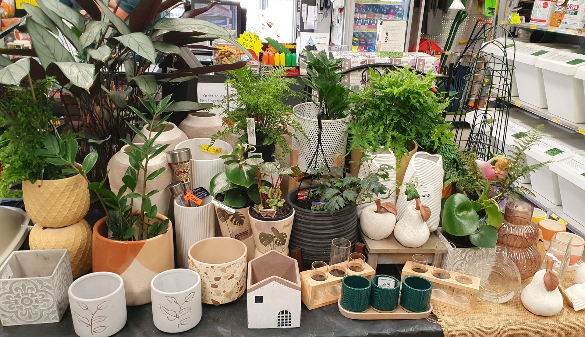 A bunch of potted plants are sitting on a table in a store. — Beerwah Co-Op in Beerwah, QLD