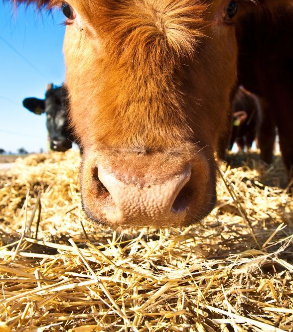 A Close Up of a Cow 's Nose in a Field of Hay — Beerwah Co-Op in Beerwah, QLD