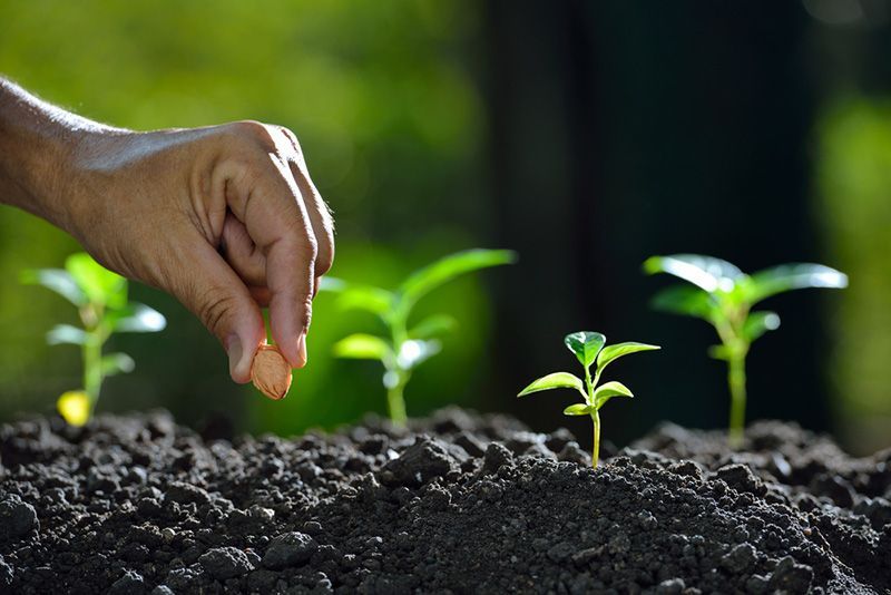 A Person is Planting Small Plants in the Dirt — Beerwah Co-Op in Beerwah, QLD