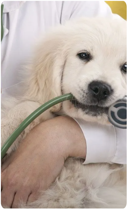 A person is holding a puppy with a stethoscope around its neck