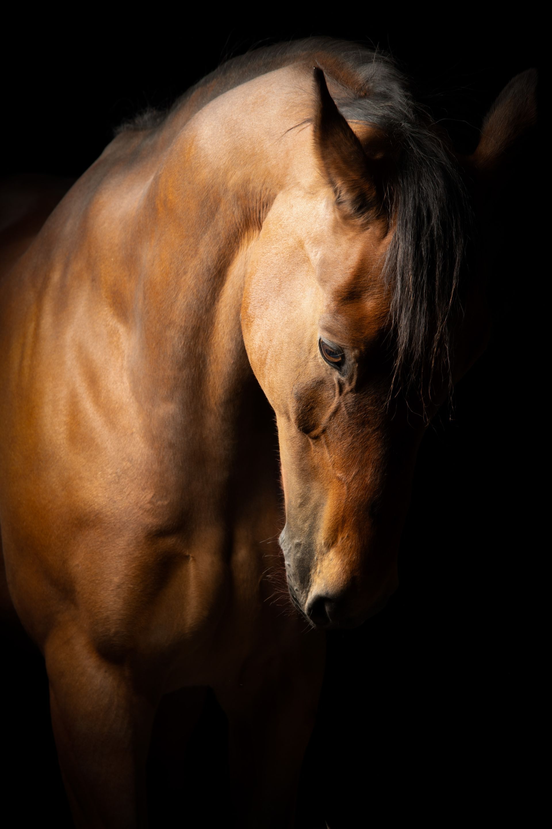 FineArt Studio Shoot met je paard-FineArt- Paardenfotografie