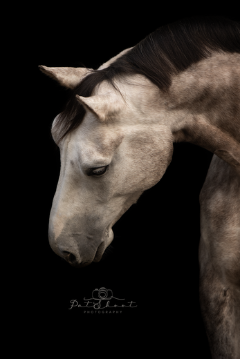FineArt Fotoshoot met je paard-Fotoshoot met je paard-Paardenfotografie Fine Art