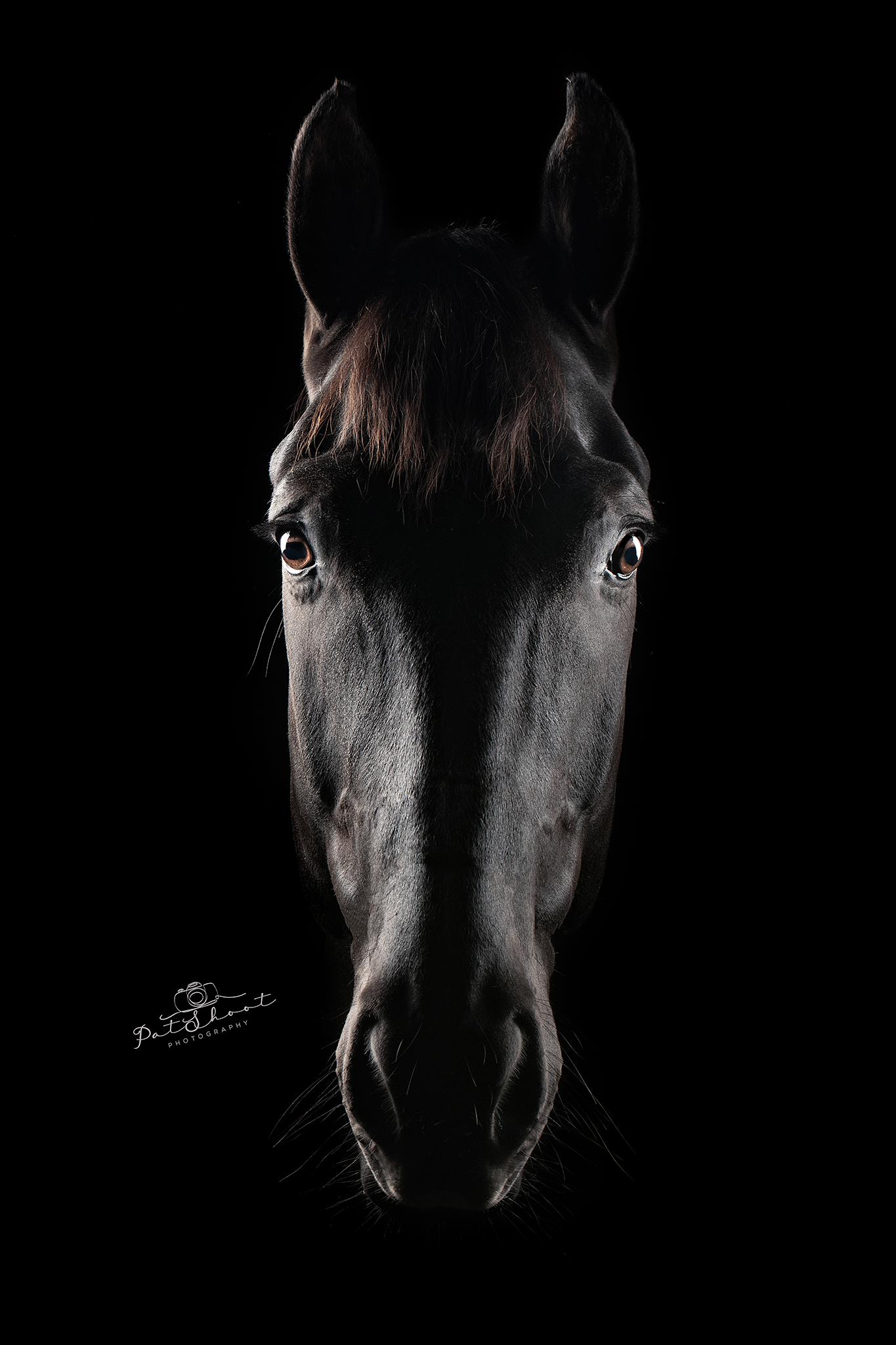 Magische studiofotografie met je paard- Paardenfotografie Fine Art-Paardenfotografie Zwarte Achtegrond