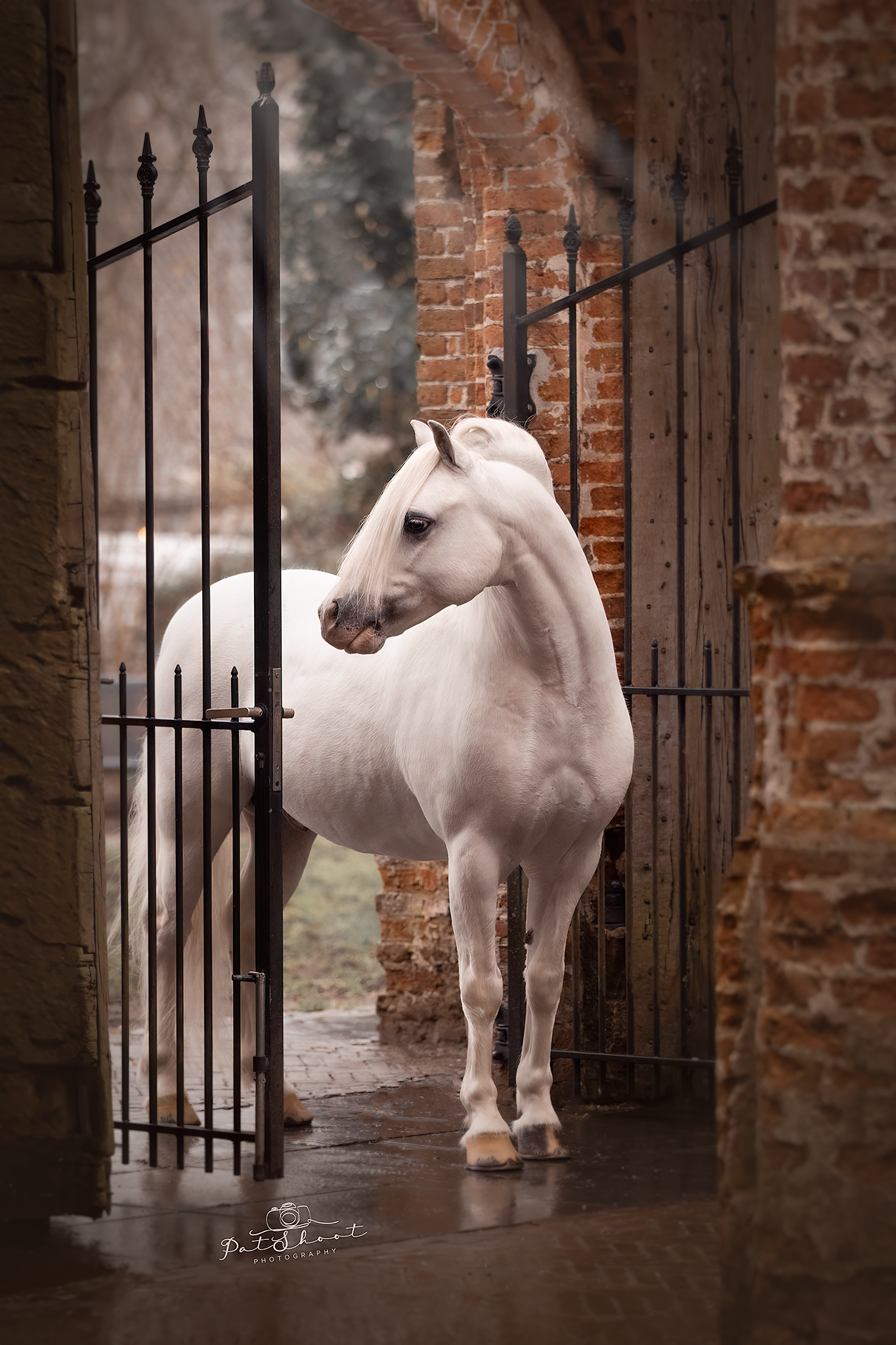 Horse PhotoCourse, Paardenfotografie workshop, Meeloopdag voor Paardenfotografen, Fotoshoot in de oude kerk