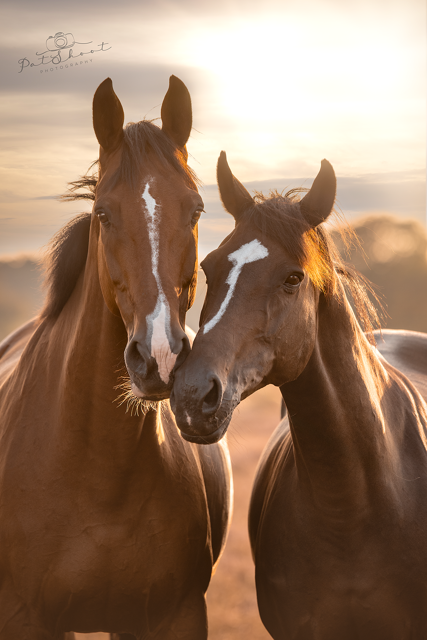 Magische fotoshoot met je paard-Fotoshoot van je paard- Paardenfotoshoot