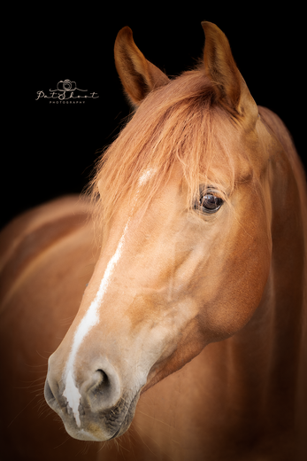 FineArt Fotoshoot met je paard-Fotoshoot met je paard-Paardenfotografie Fine Art-stalshoot samen met je stalgenootjes