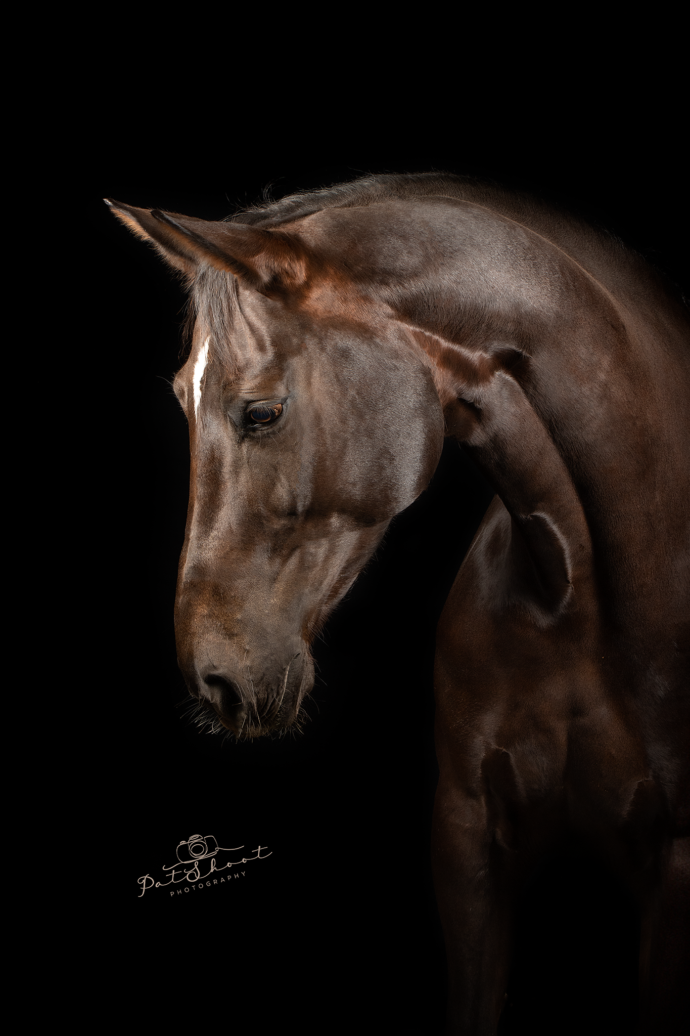 FineArt Studio Shoot met je paard-FineArt- Paardenfotografie