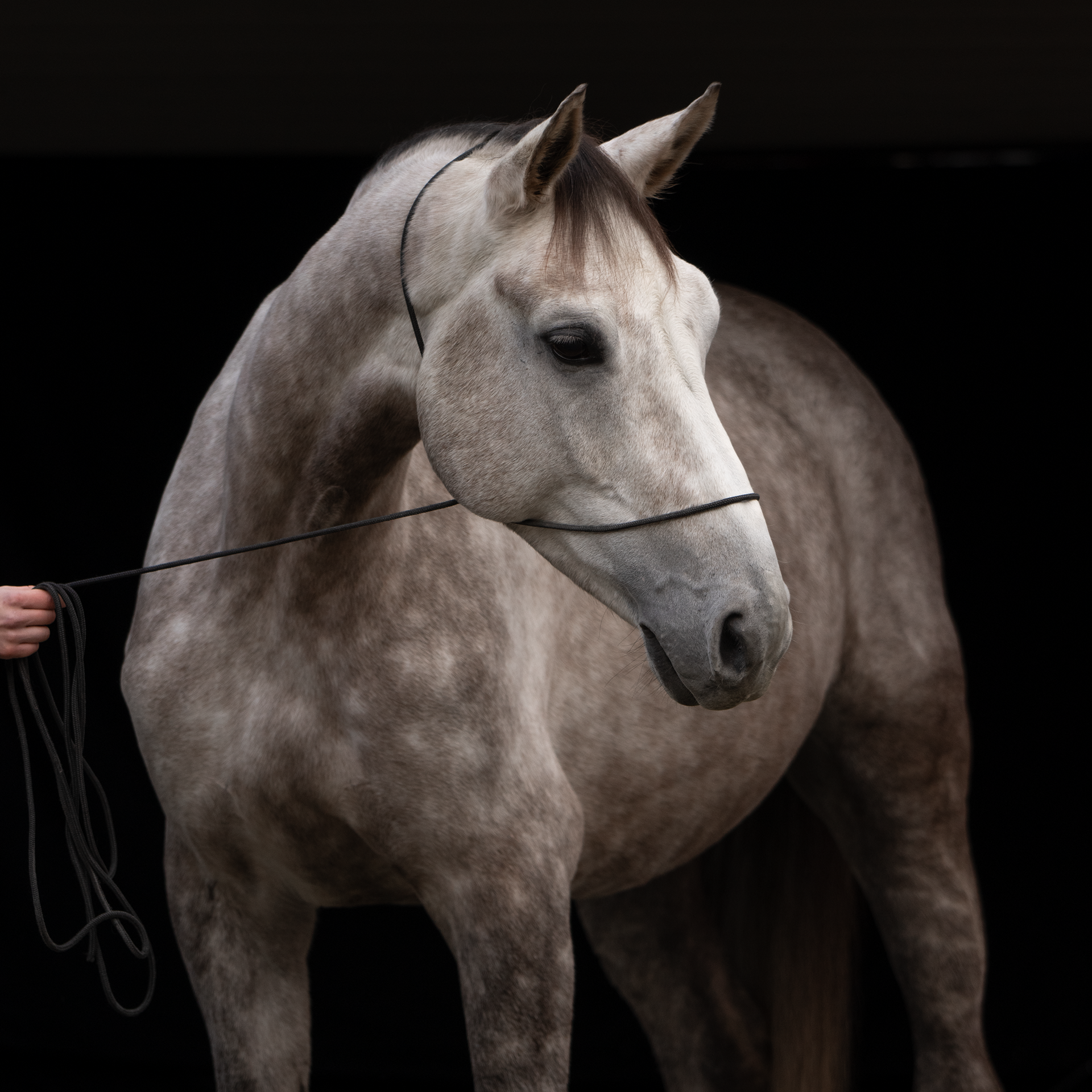 Painterly Background-Paardenfotografie Fine Art-Fotoshoot met je paard
