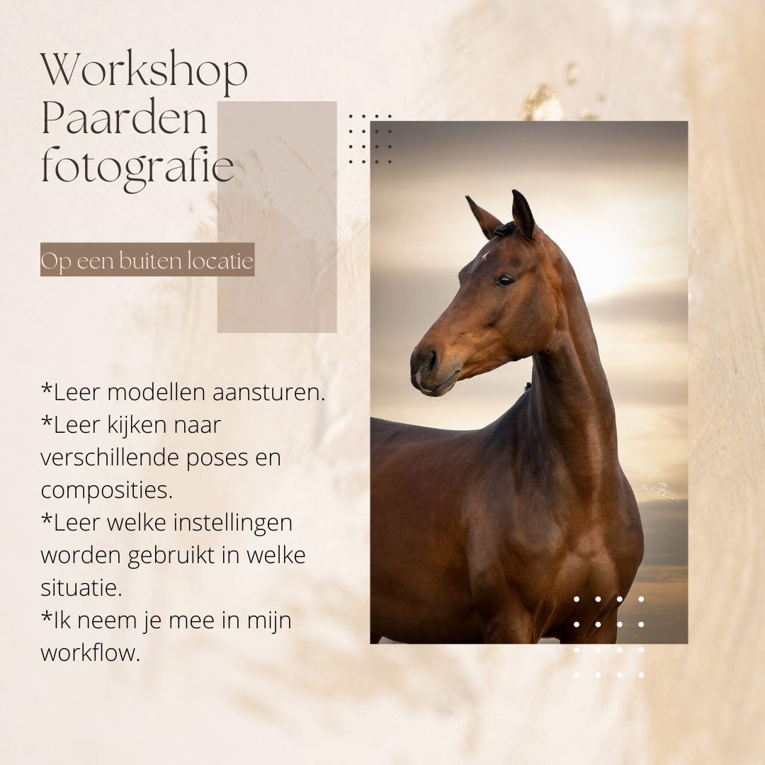 Workshop Paardenfotografie-Paarden fotograferen-Paardenfotografie voor beginners-Paardenfotografie cursus