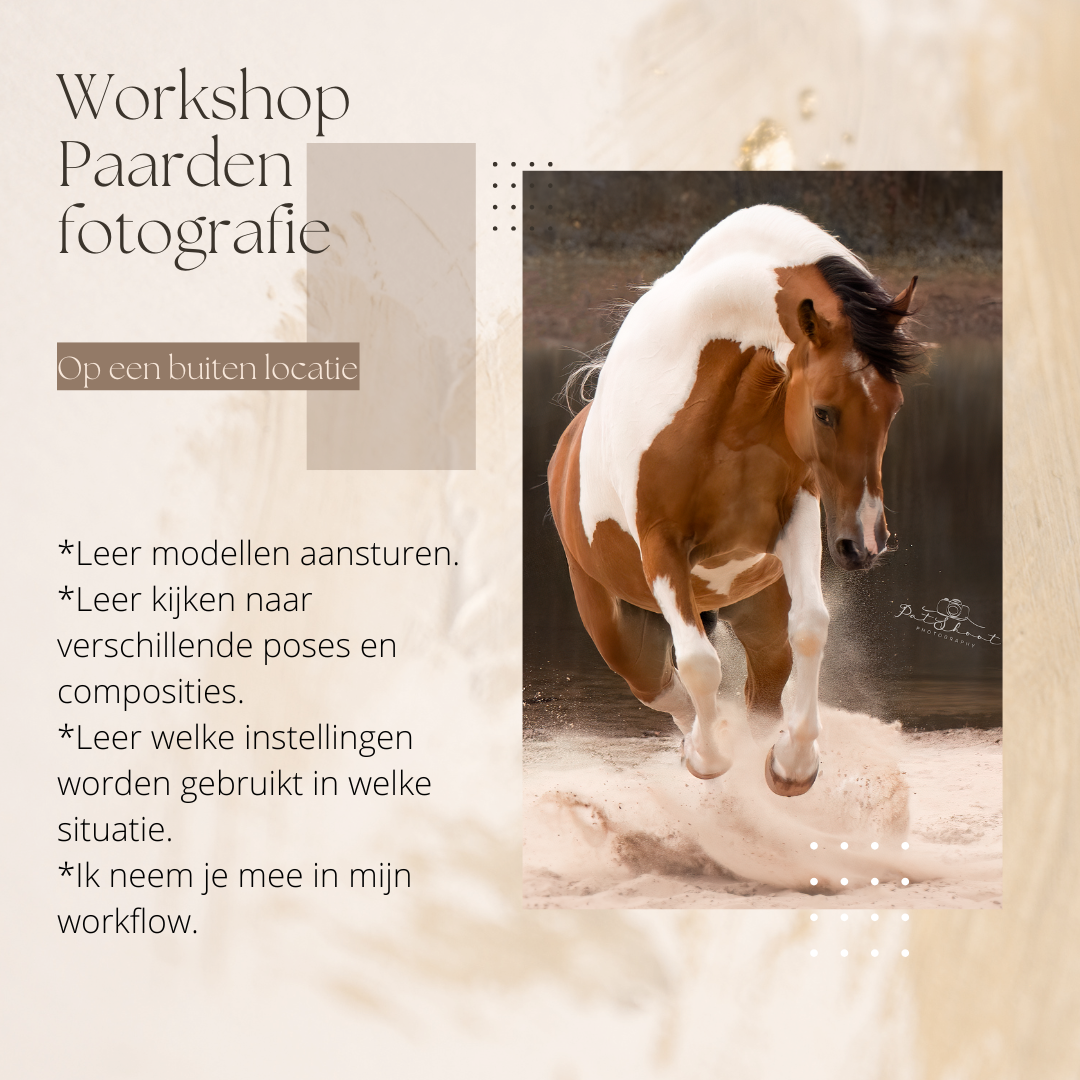 Workshop Paardenfotografie-Paarden fotograferen-Paardenfotografie voor beginners-Paardenfotografie cursus