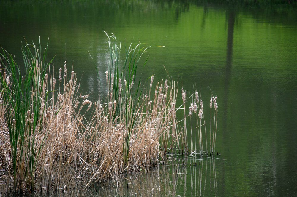 tall ornamental grass is growing on the shore of a pond .