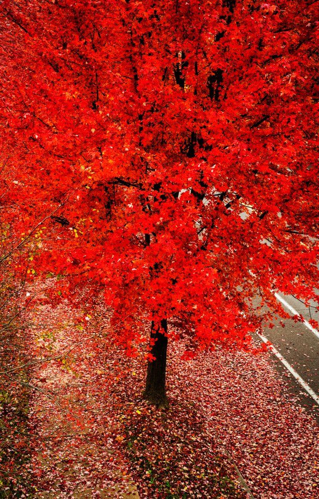 trees with red leaves is next to a road , autumn colors, South Broadway, St. Louis, Missouri, fall colors