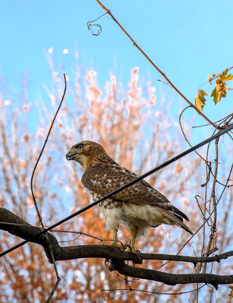 a hawk perched on a tree branch with a blue sky in the background