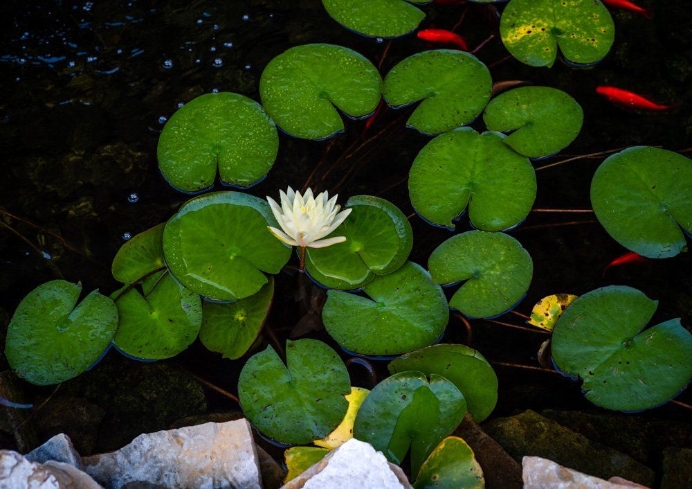 a white water lily is surrounded by green leaves in a pond, water lilies, koi swimming in pod, rocks from the shore