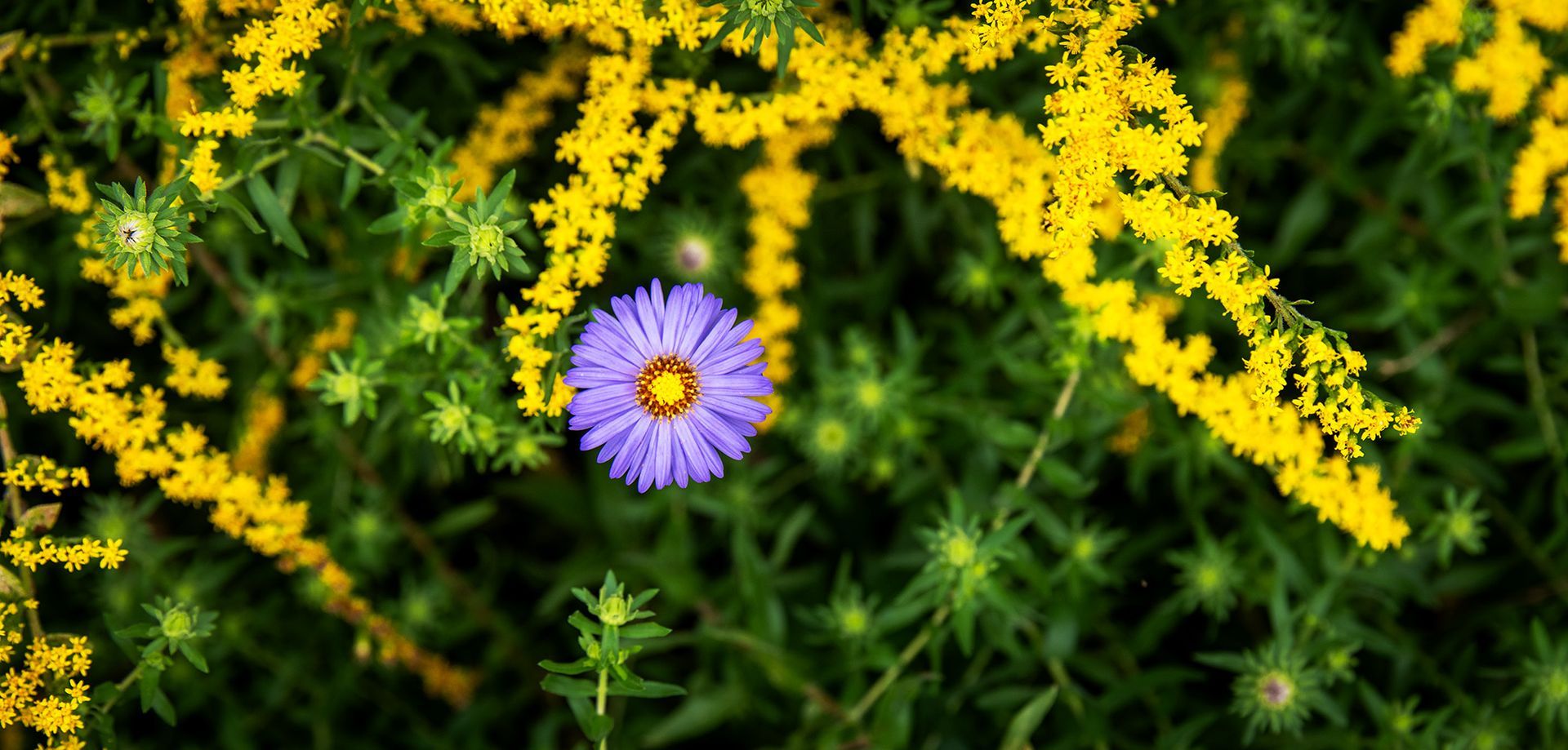 a purple flower is surrounded by yellow flowers . One aster bloom in the middle of goldenrod blossoms. 