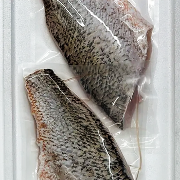 Golden Snapper