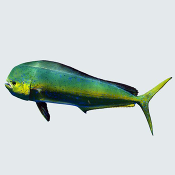 Mahi Mahi fillet