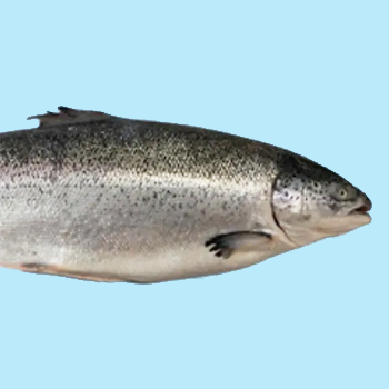 Norwegian Salmon