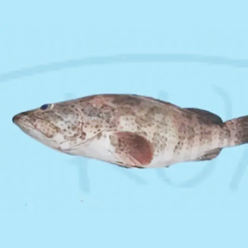 orange spotted Grouper