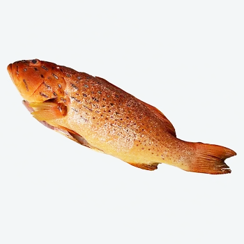 Red Grouper