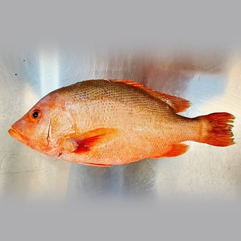 Farmed Red Snapper fillet Slices