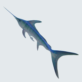 Swordfish fillet