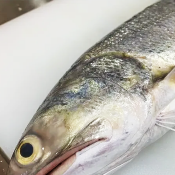 Threadfin